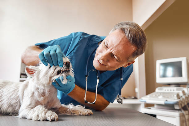 Best 24-Hour Emergency Dentist in New Baden, IL